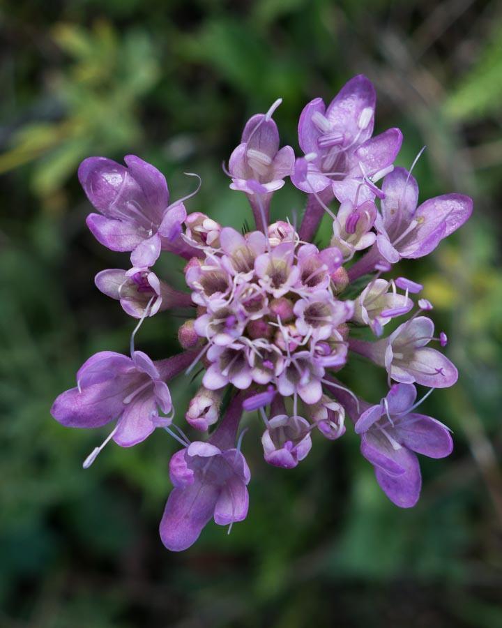 Sixalix atropurpurea / Vedovina marittima